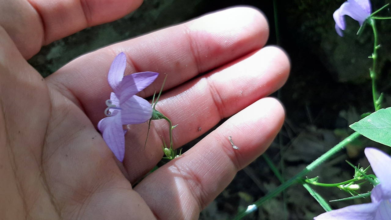 Campanula rapunculus