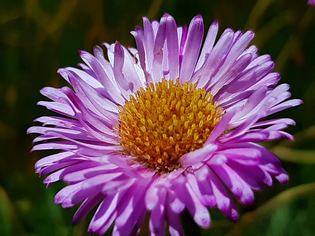 Erigeron caucasicus subsp. venustus