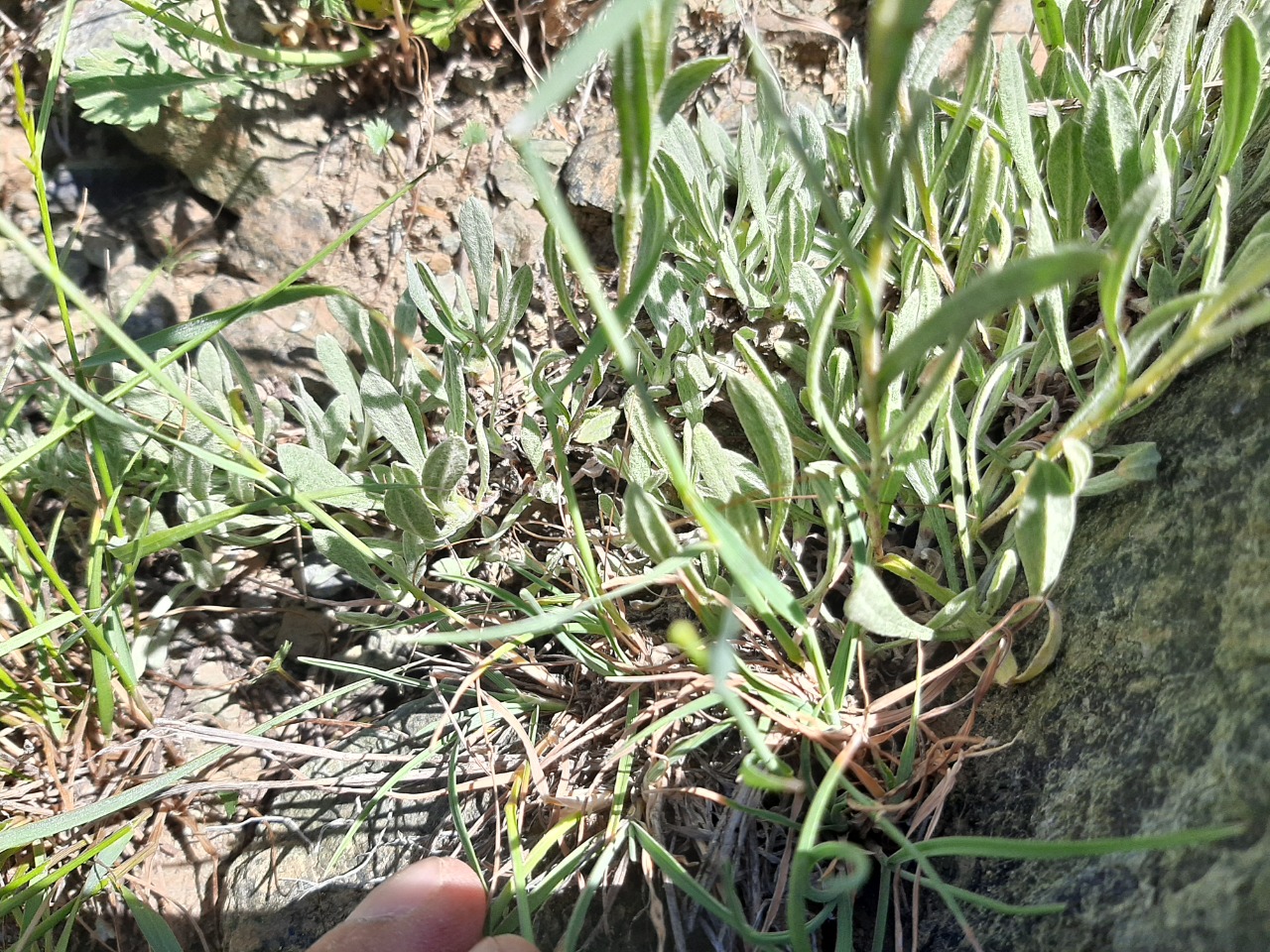 Helichrysum arenarium