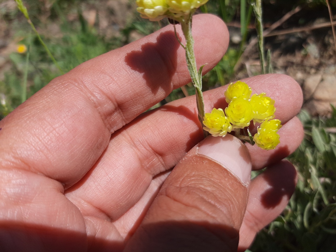 Helichrysum arenarium