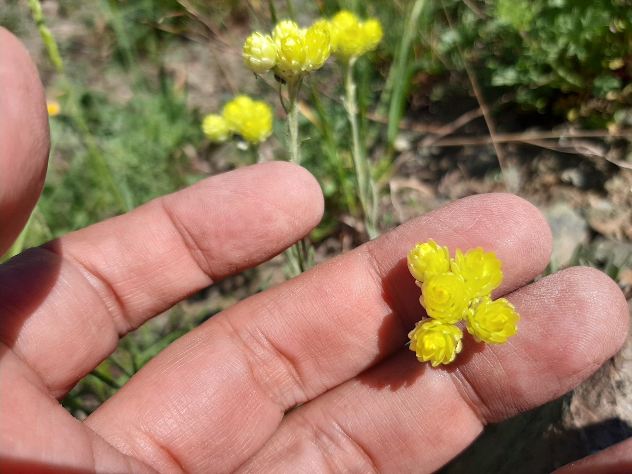 Helichrysum arenarium