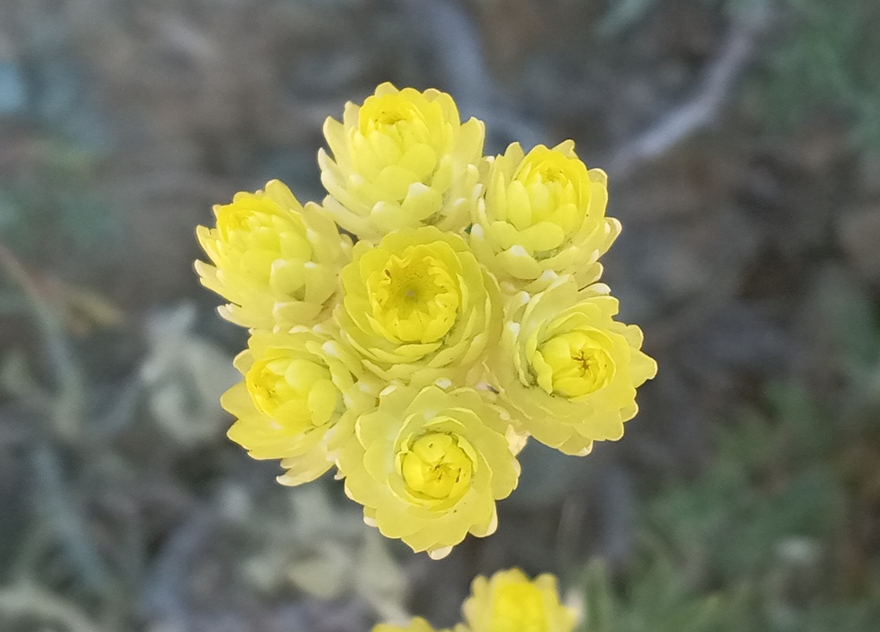 Helichrysum arenarium