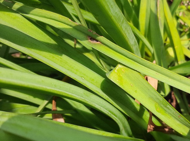 Asphodelus fistulosus