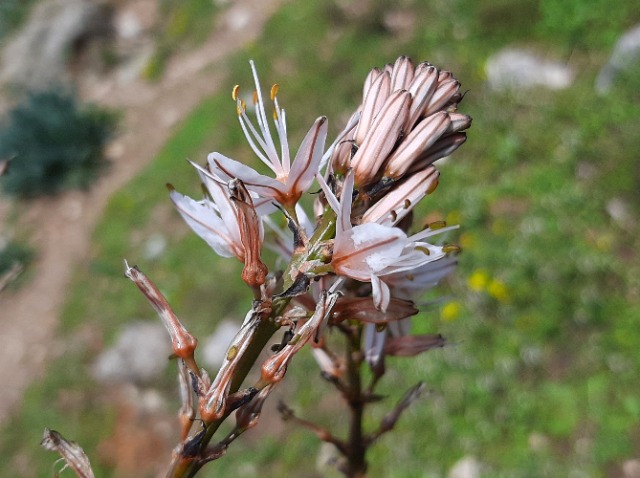 Asphodelus fistulosus