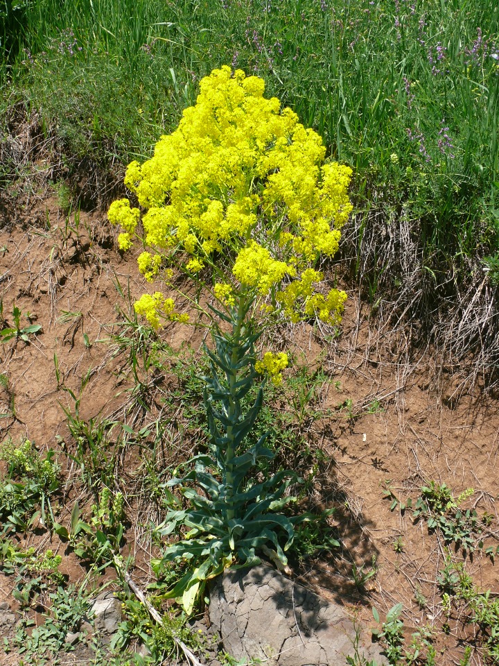 Isatis tinctoria