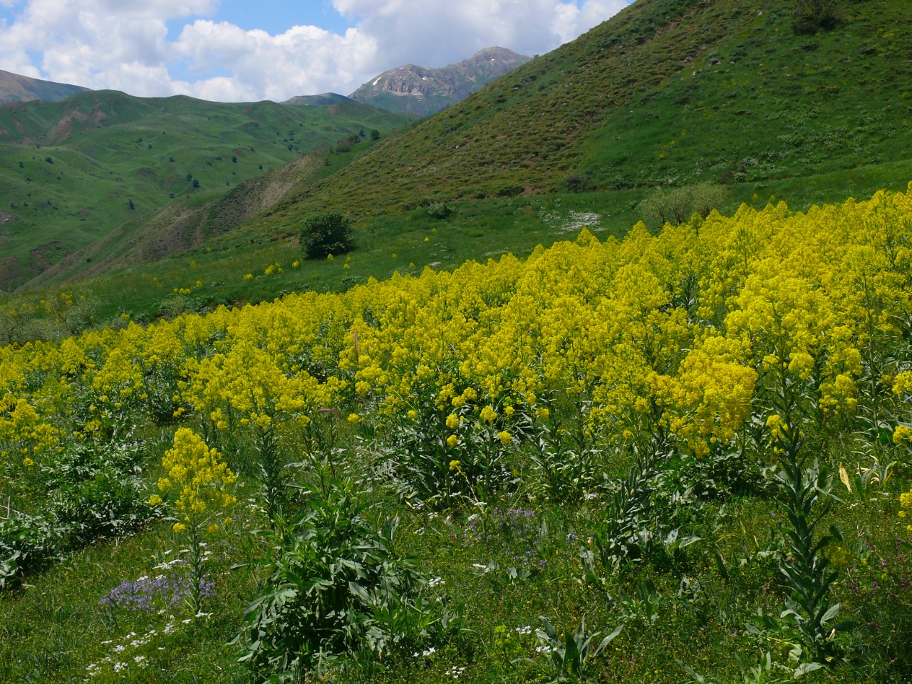 Isatis tinctoria