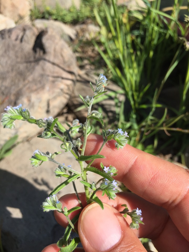Lappula squarrosa