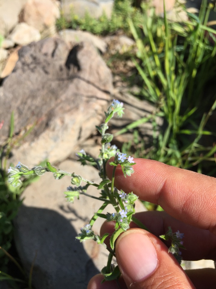 Lappula squarrosa