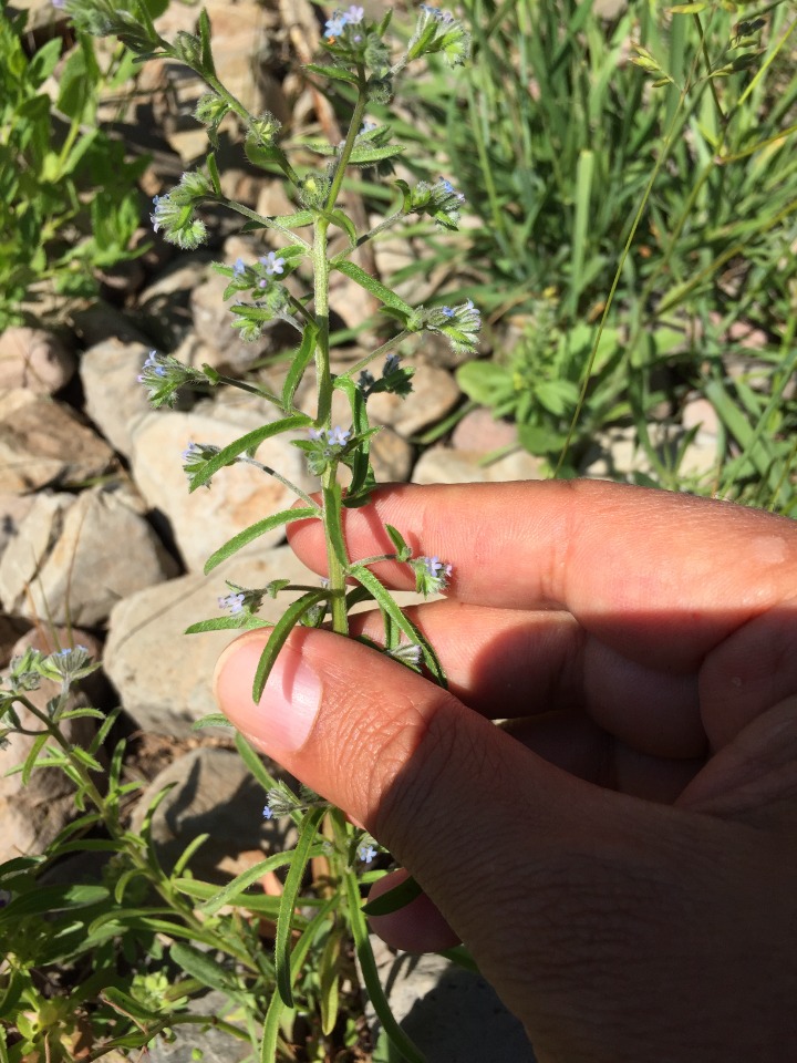 Lappula squarrosa