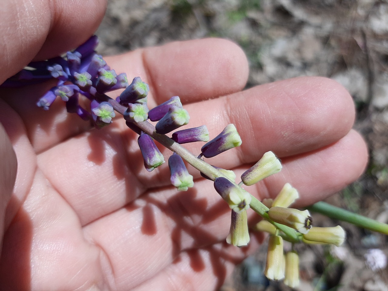 Muscari tenuiflorum