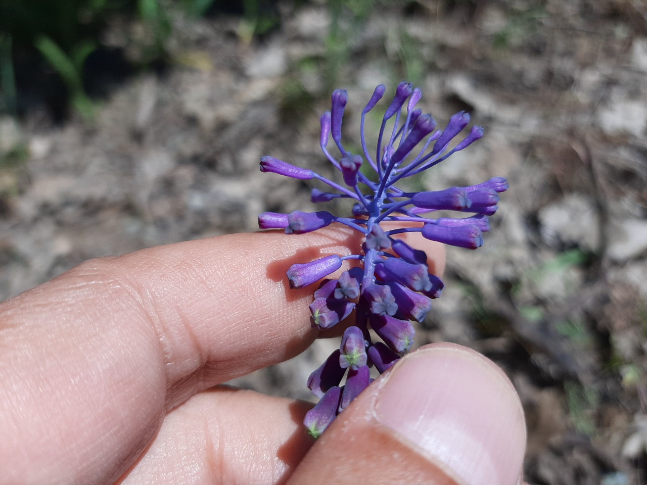 Muscari tenuiflorum