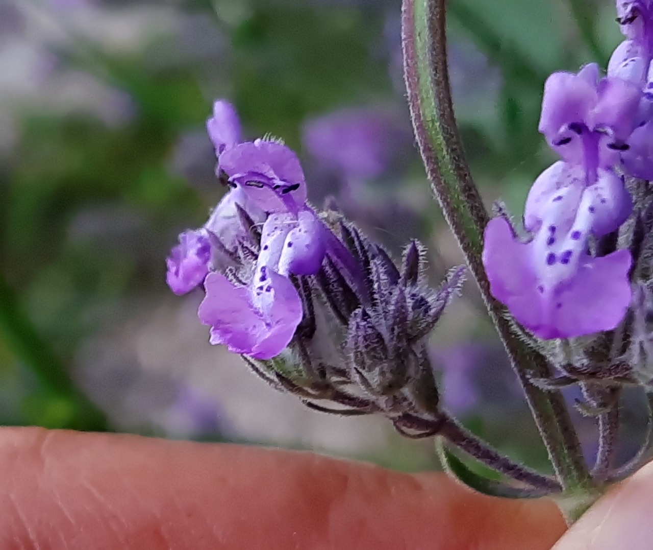 Nepeta nuda