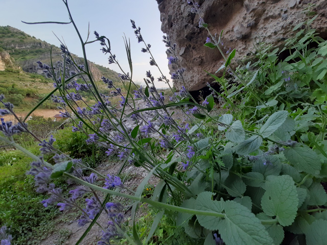 Nepeta nuda