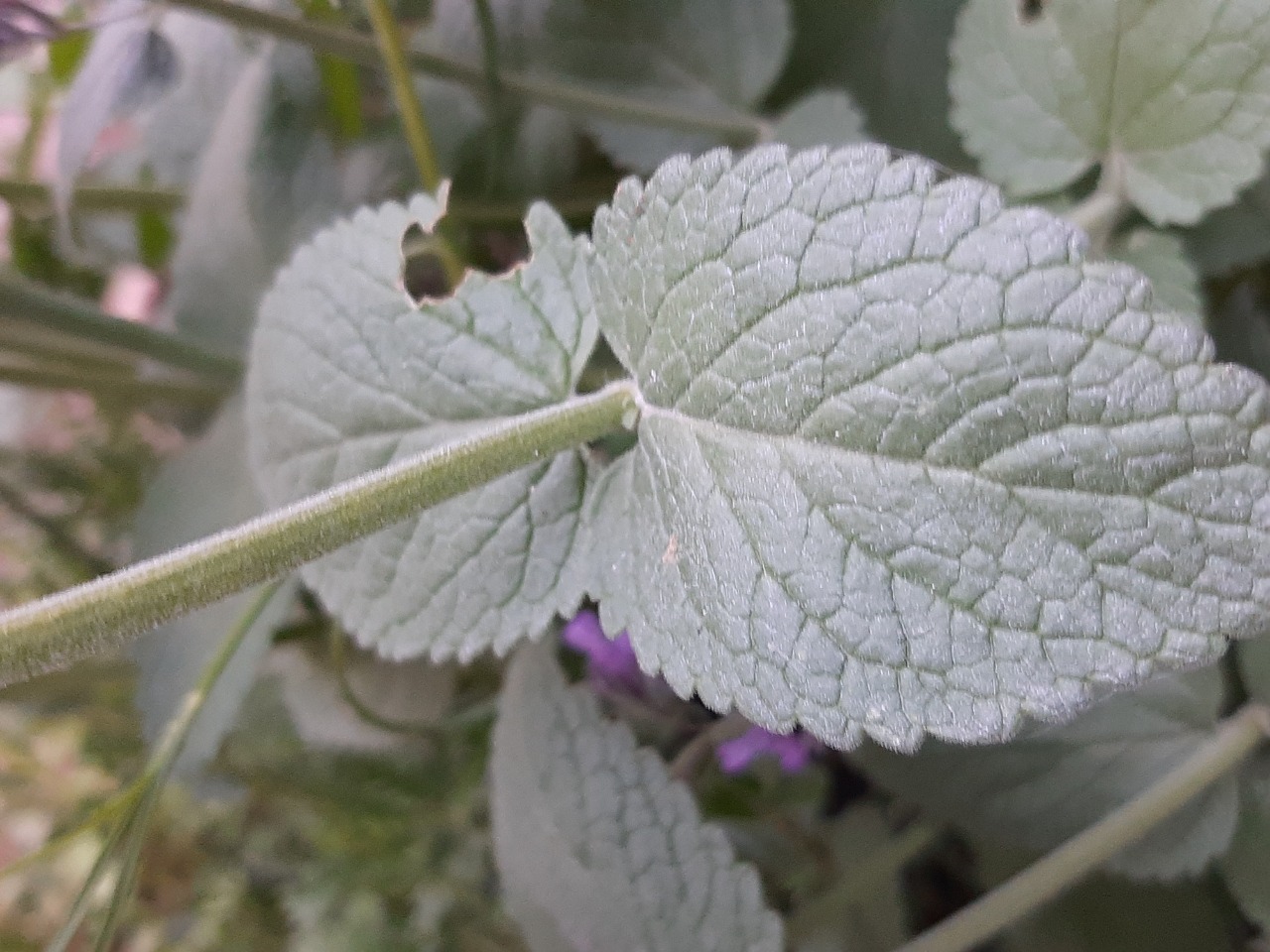 Nepeta nuda