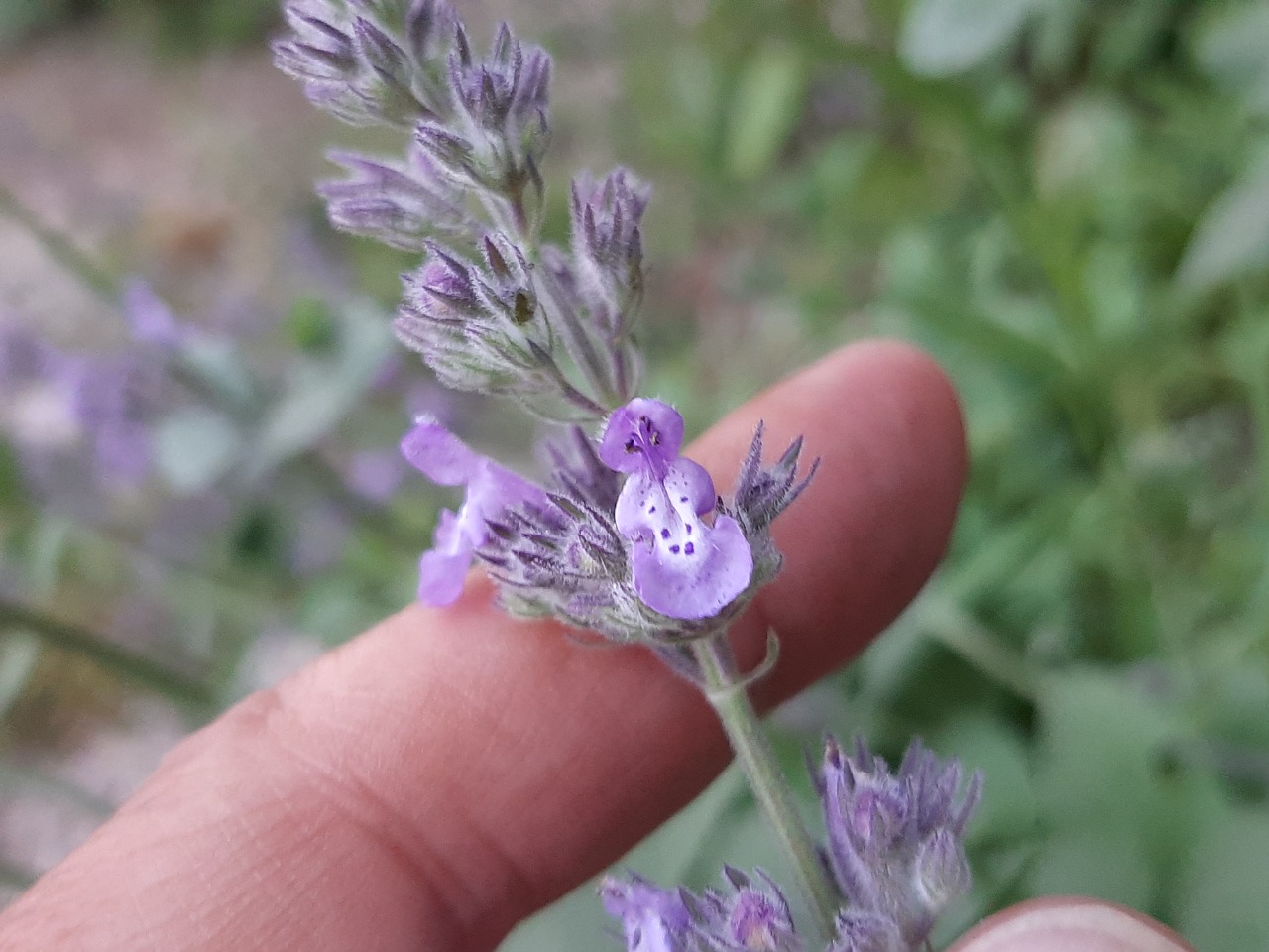 Nepeta nuda