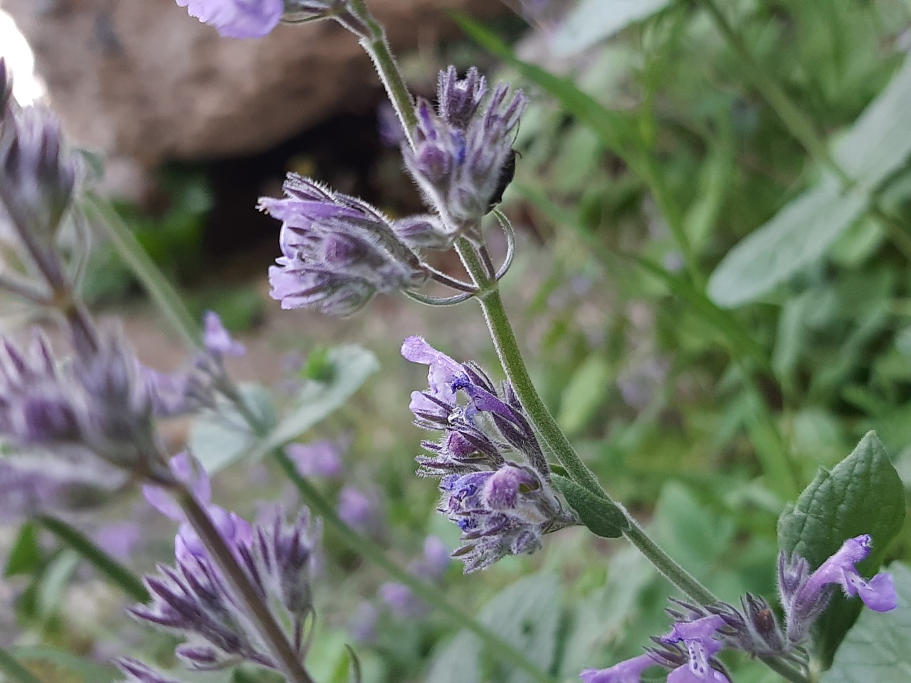 Nepeta nuda