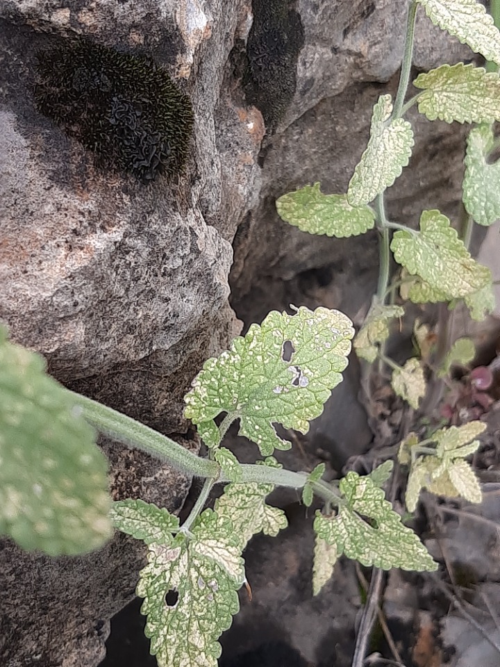 Nepeta nuda