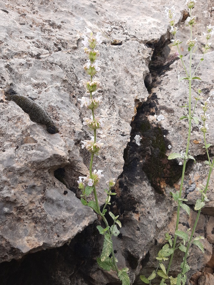 Nepeta nuda