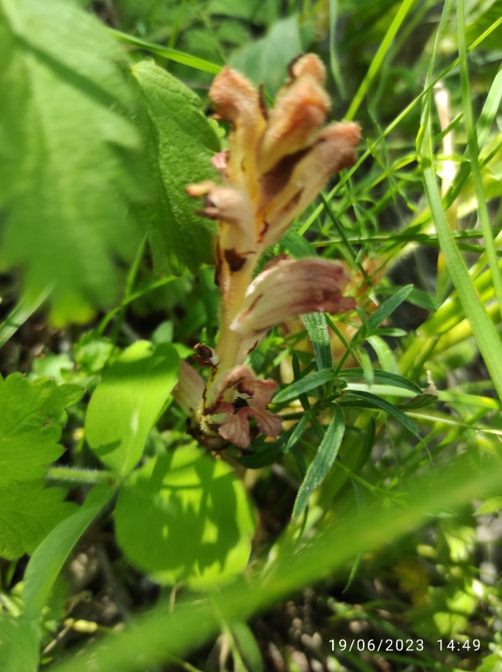 Orobanche lutea