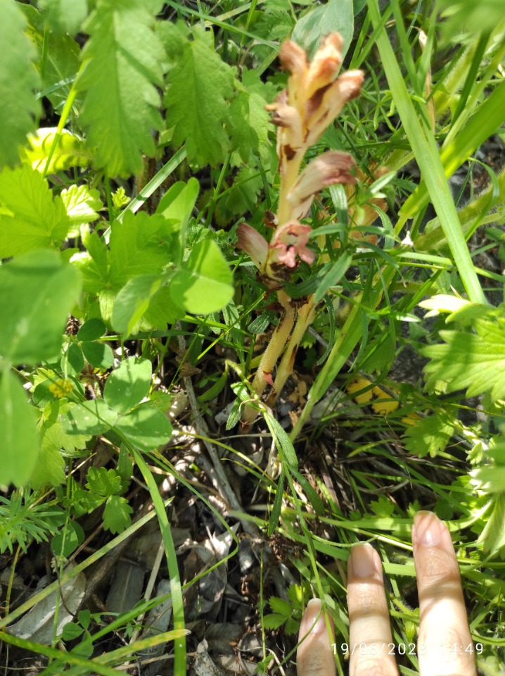 Orobanche lutea