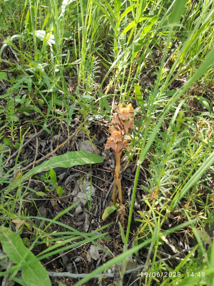 Orobanche lutea