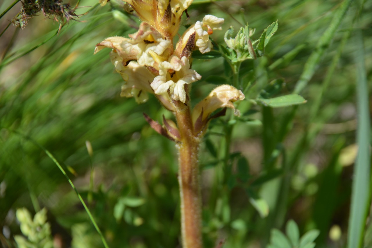 Orobanche lutea