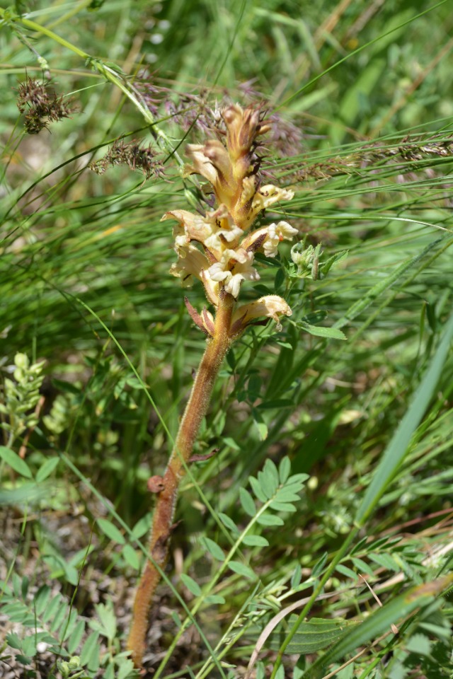 Orobanche lutea