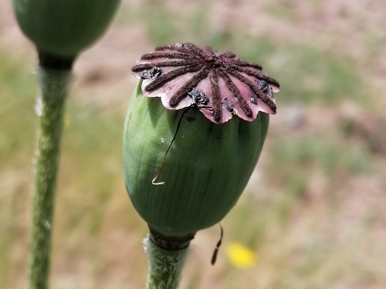 Papaver orientale