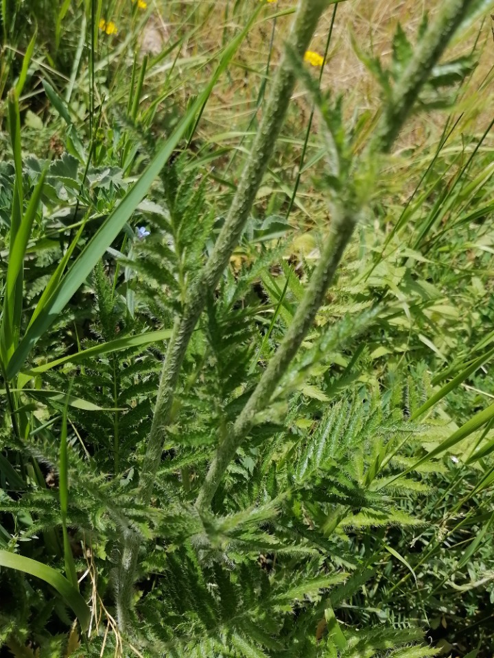 Papaver orientale