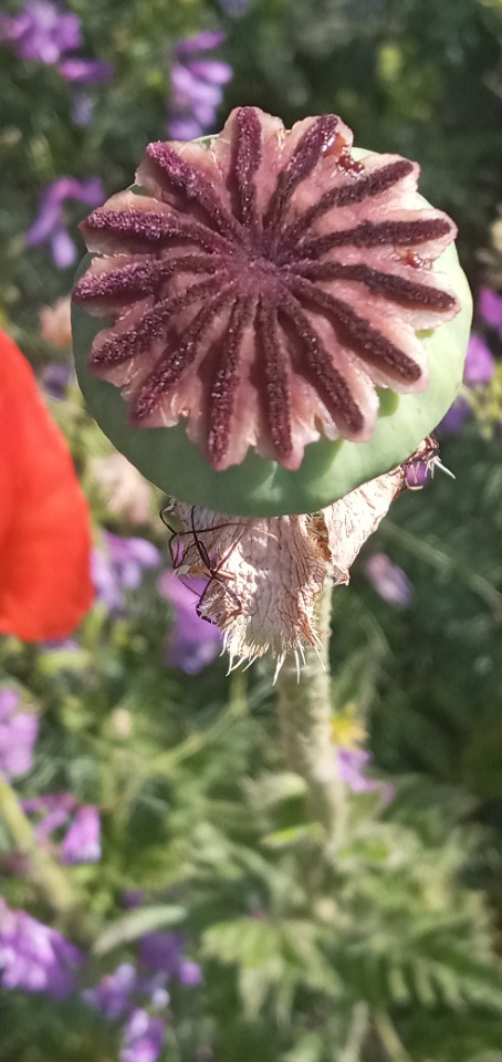 Papaver bracteatum