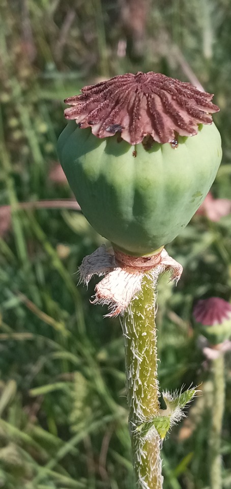 Papaver bracteatum