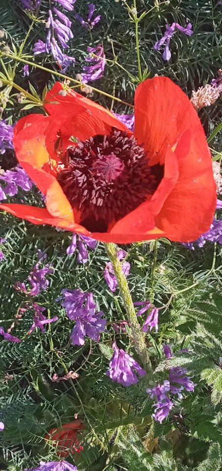 Papaver bracteatum