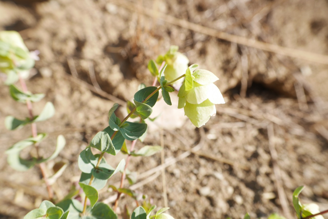 Origanum acutidens