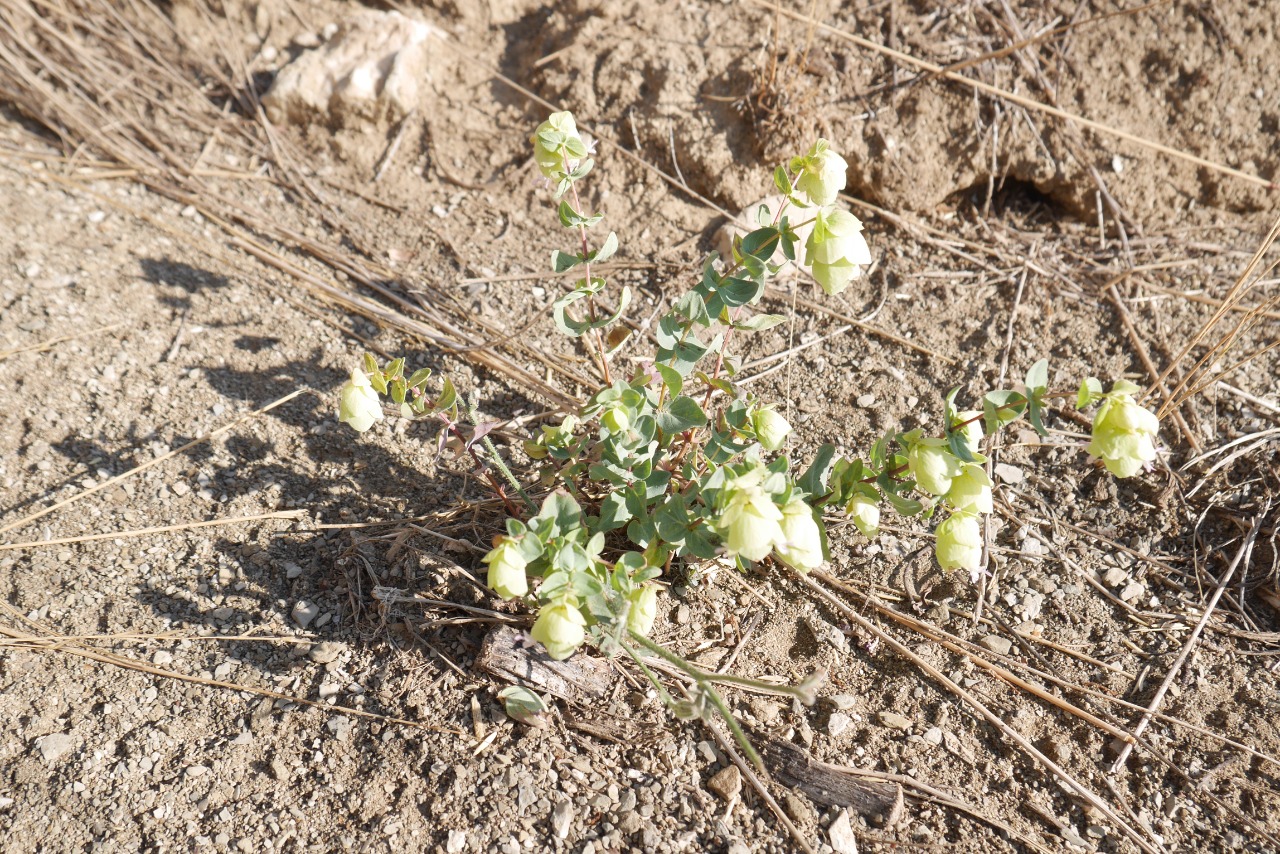 Origanum acutidens