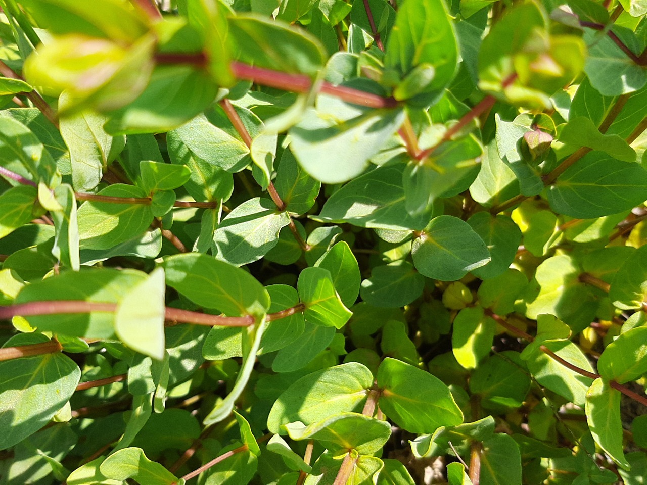 Origanum acutidens