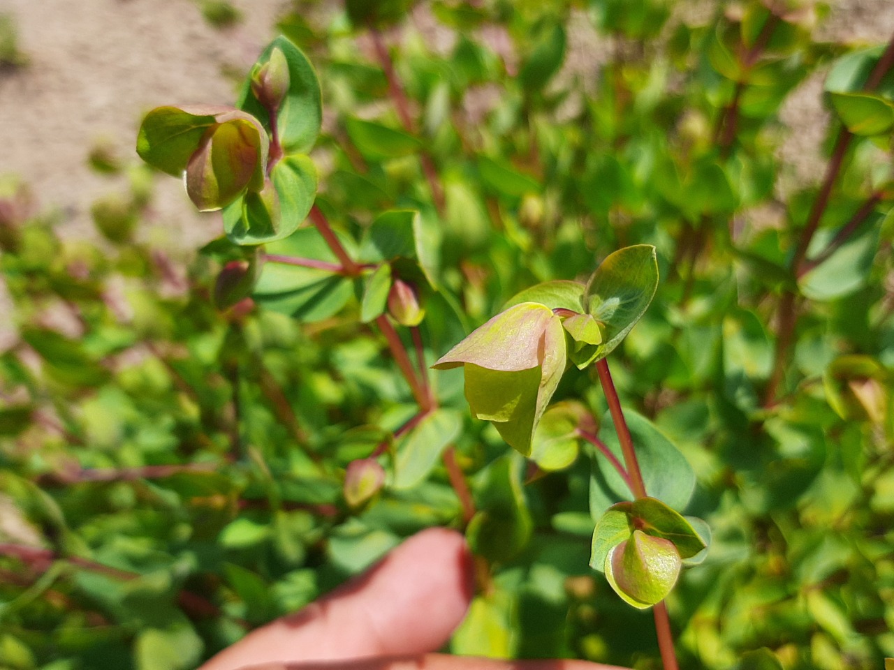 Origanum acutidens