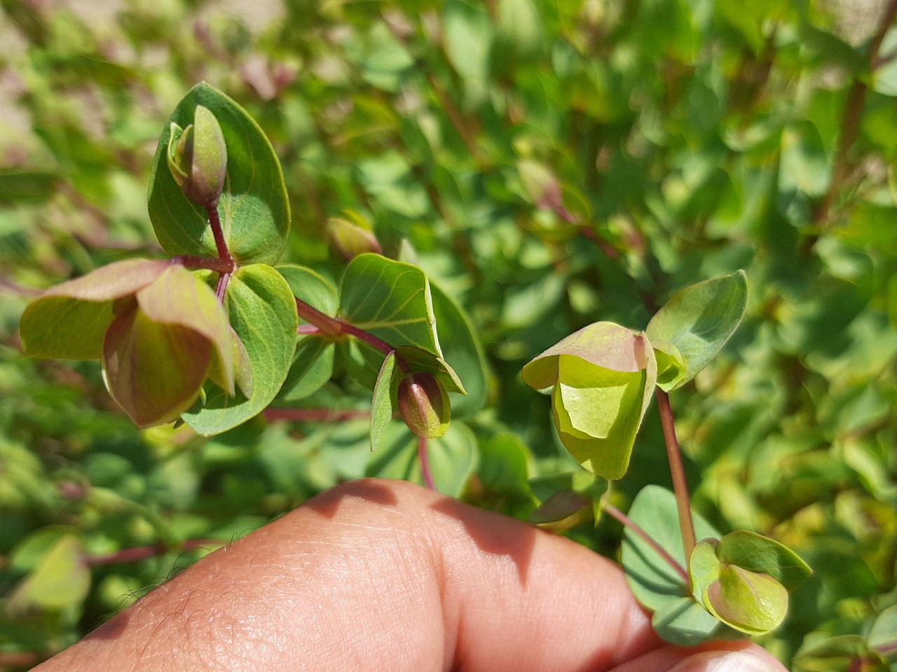 Origanum acutidens