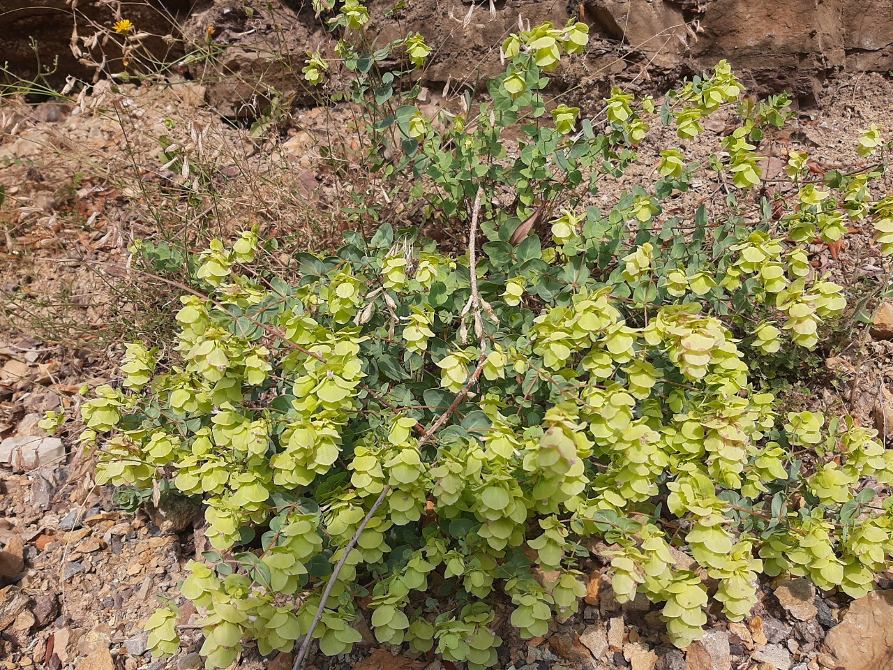 Origanum acutidens