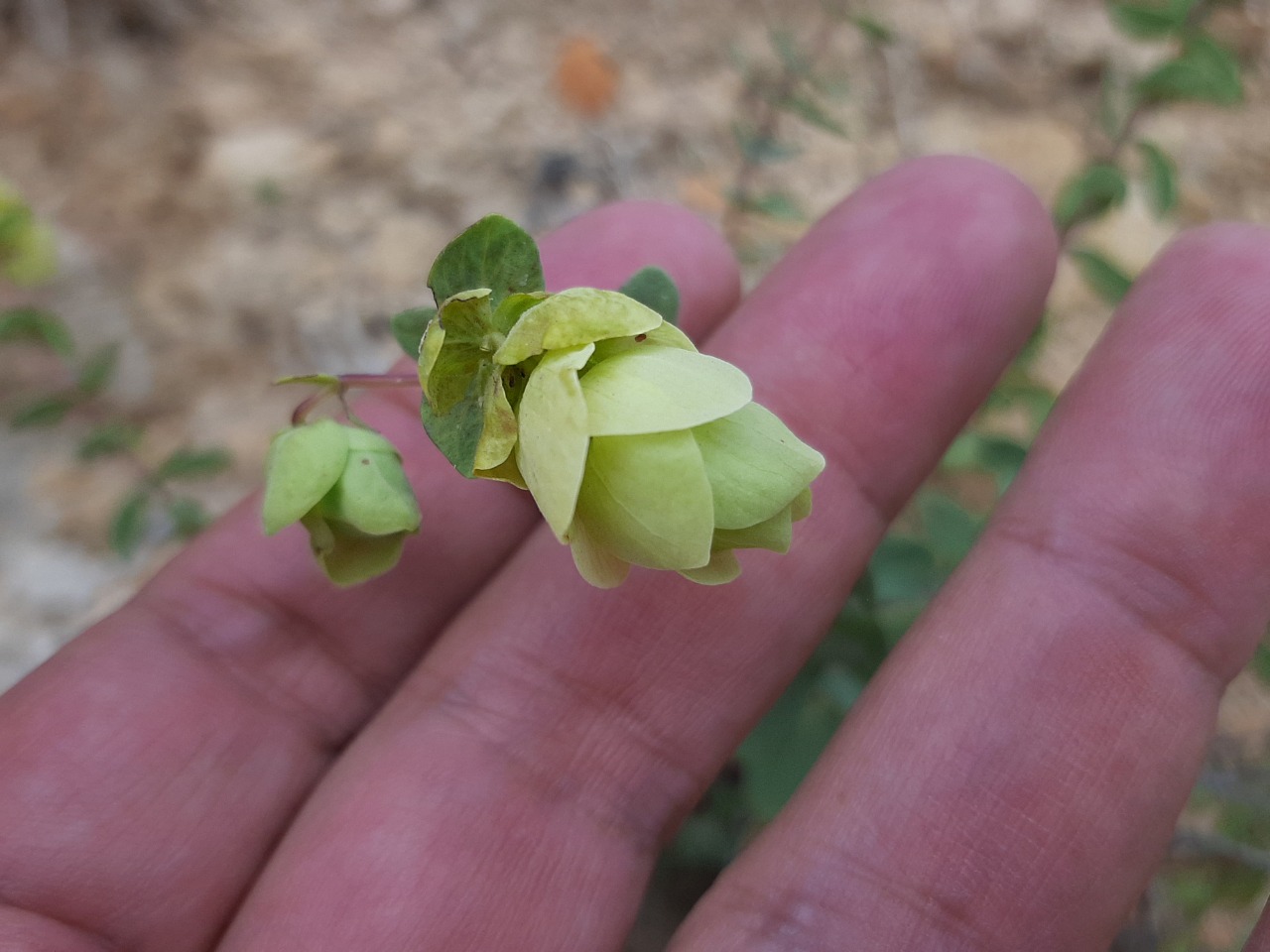 Origanum acutidens