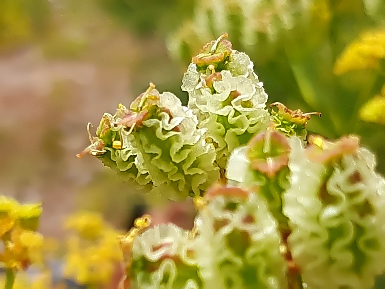 Prangos uloptera