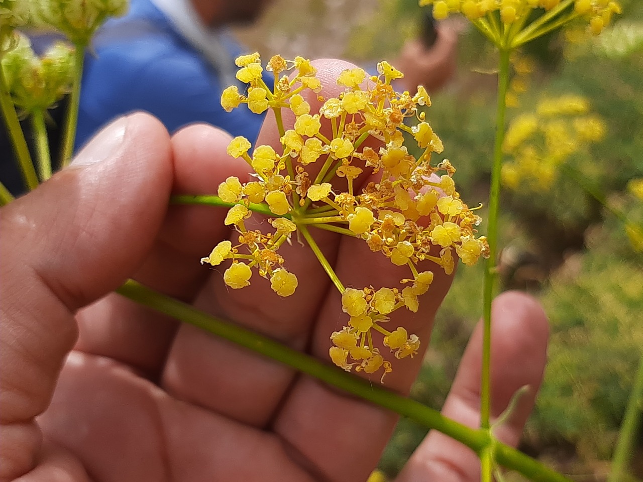 Prangos uloptera