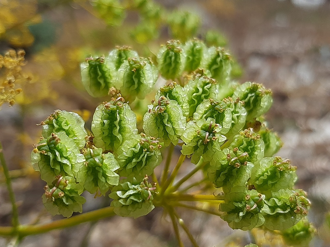 Prangos uloptera