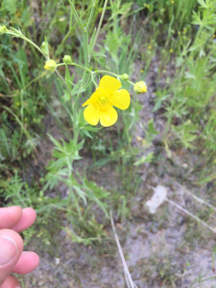 Ranunculus sericeus