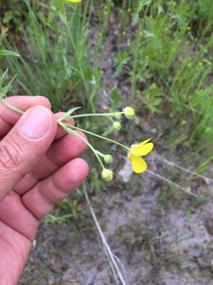 Ranunculus sericeus