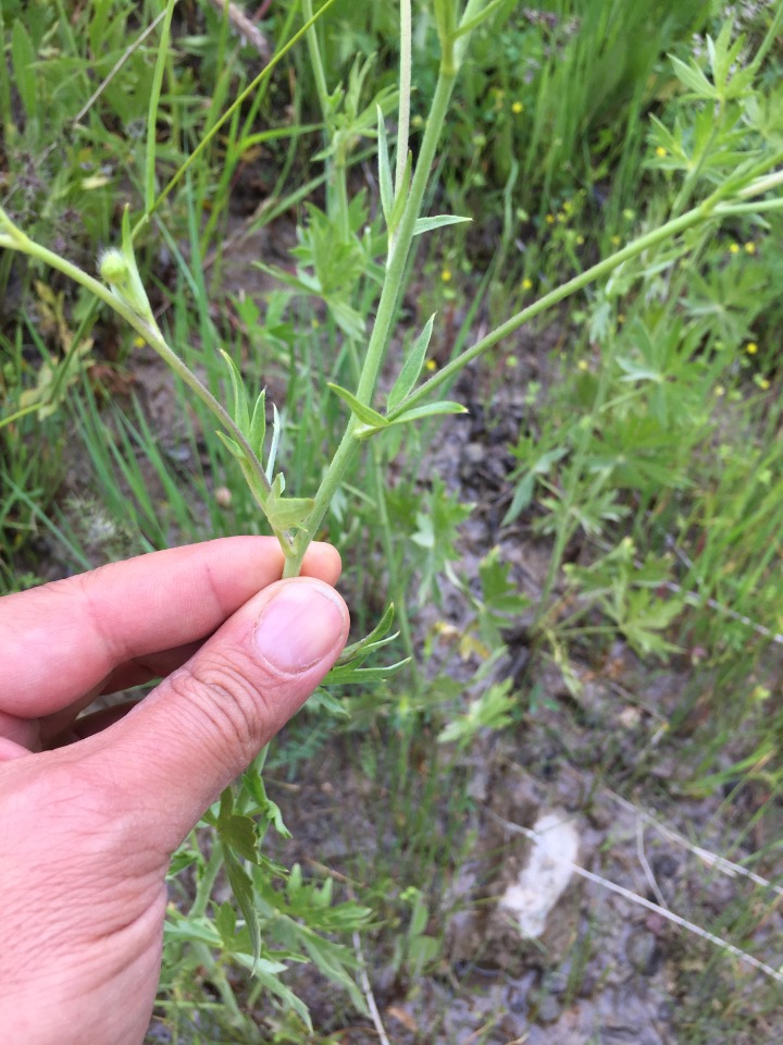 Ranunculus sericeus