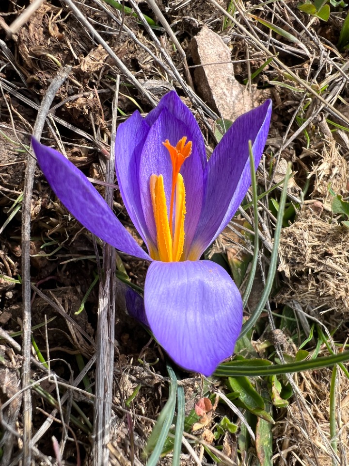 Crocus biflorus subsp. pulchricolor