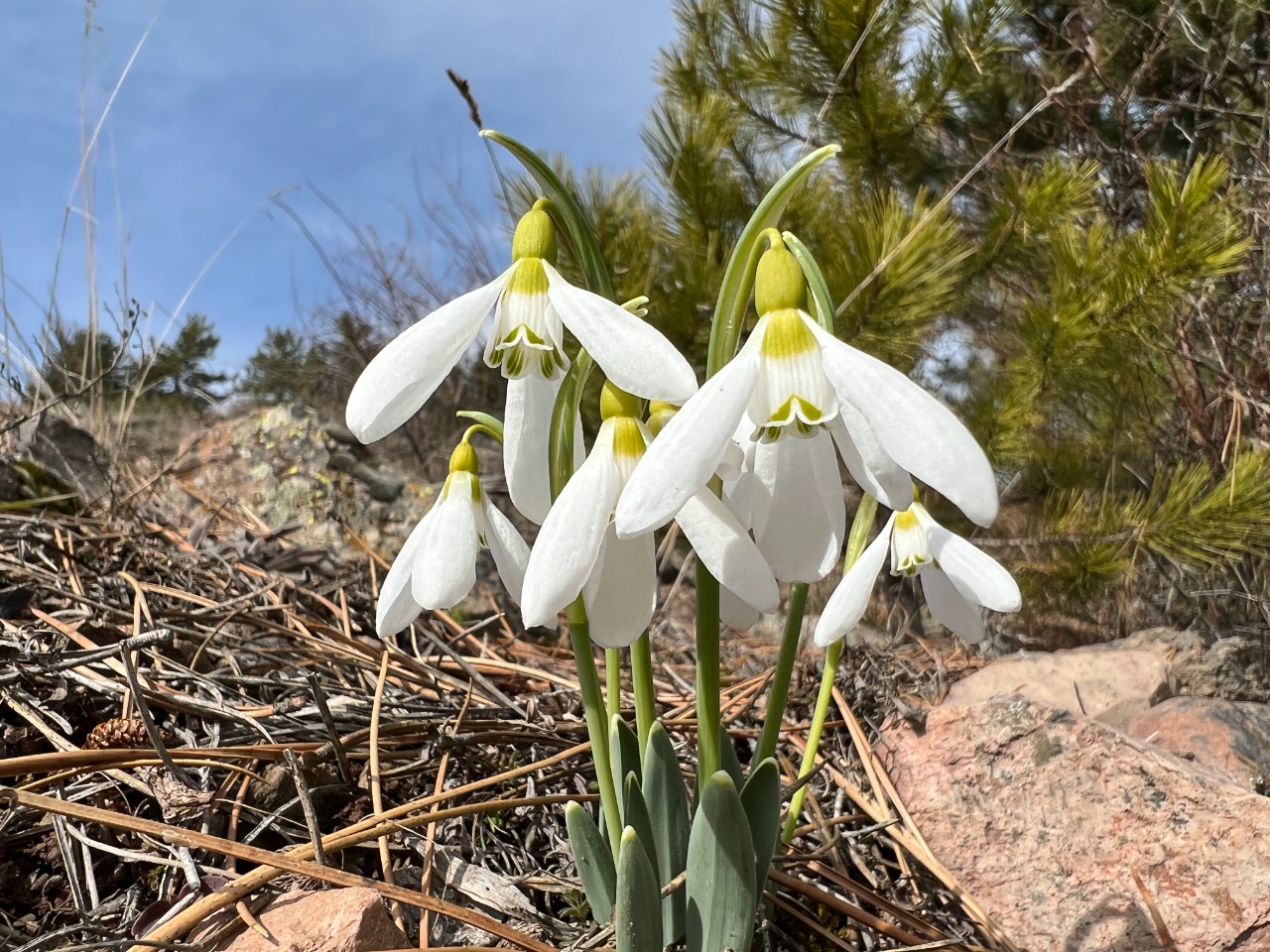 Galanthus elwesii