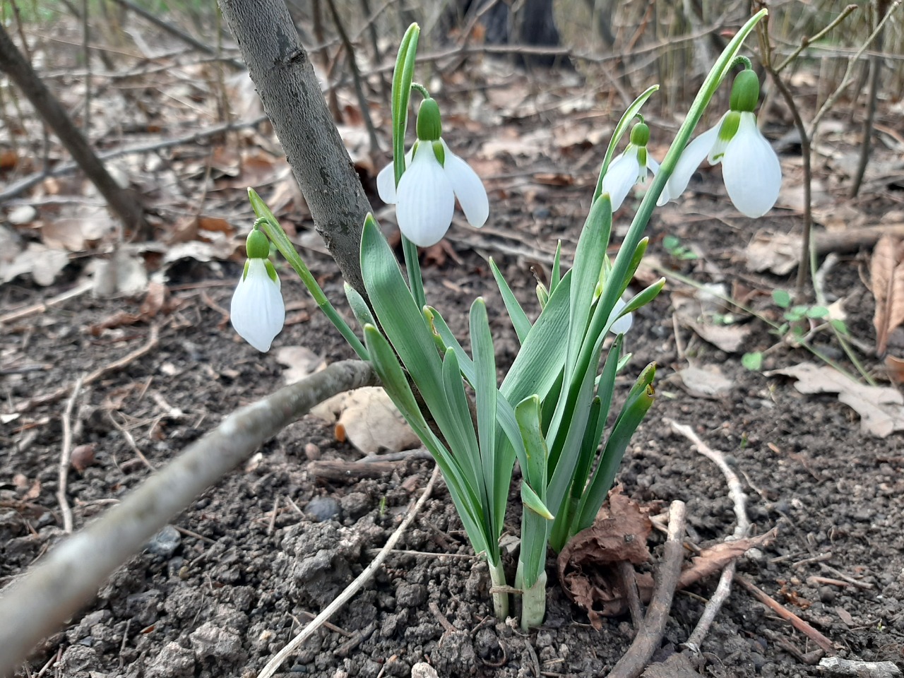 Galanthus elwesii