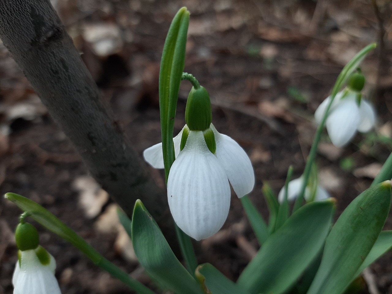 Galanthus elwesii