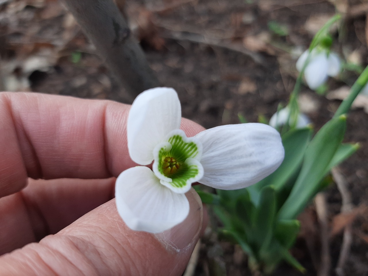 Galanthus elwesii